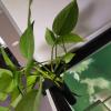 Nachukan 2Pcs Hanging Aquarium Plant Holder - Integrated Hook, Fish Tank Decorations, Aquatiic Plant Holder for Aquarium(A) view 4