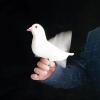 ToysCentral Basics Electronic Bionic Dove 2.0 Magic Tricks Classic Appearing Dove Magic Dove Production Stage Illusions Gimmicks Mental Prop for Magicians, White view 2