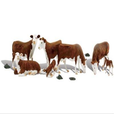 212 Main O Hereford Cows