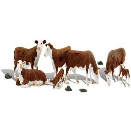 212 Main O Hereford Cows