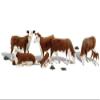 212 Main O Hereford Cows view 1