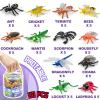 60 Piece Mini Insect Toys with Gift Box, Plastic Bug Figure for Kids, Fake Bug Theme Party Decoration, School Project Sensory Bins, Classroom Reward, Halloween Goody Bag Filler Gift, Cupcake Topper view 2