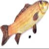 blue-ther Appearing Fish Magic Tricks (54 cm, 21.25 in) Close up Magic Fish Appearing from Card Case Magic Illusion Gimmick Props Magic Fish Magic for Magicians, Large, Yellow view 1