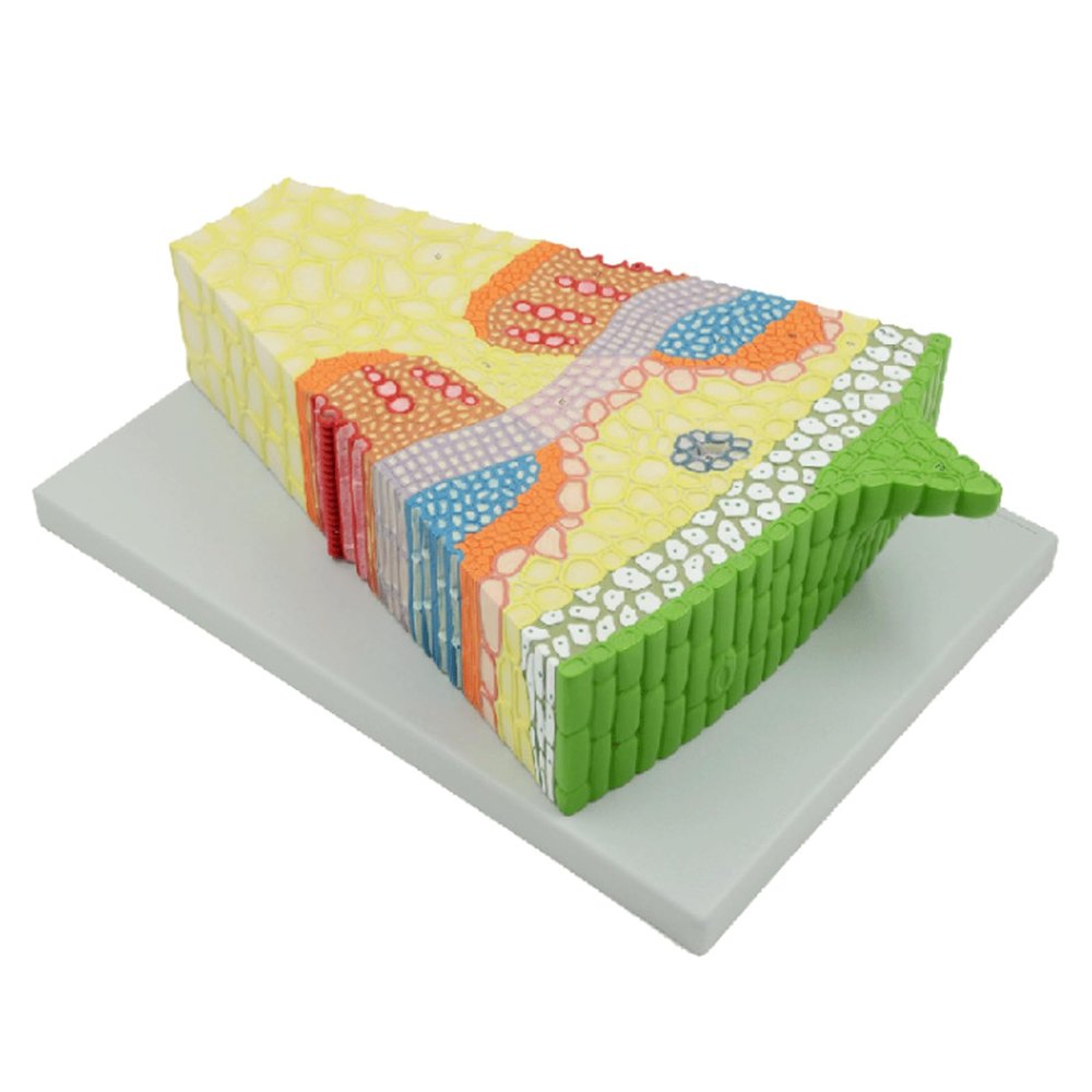 XKNANXCA Dicot Stalk Structure Section Cell Organization Biology Model Sunflower Enlarged Anatomical Model for Biological Teaching