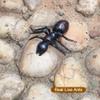 KDUPUP 10PCS Fake Giant Ants Queen Black Ant Realistic Ant Decor Supplies view 4