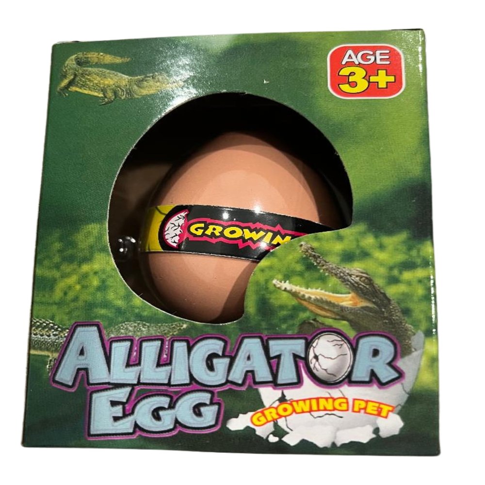 Lunch Money Science Water Toy Hatching and Growing Alligator Egg Crocodile Egg - Completely Submerge Egg in Water and Watch Your New Toy Pet Hatch and Grow - Great for Girls and Boys
