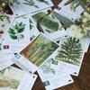 Botany: Tantalizing Trees Expansion | Family Strategy Game for Young Botanists and Adults | Ages 8+ | for 1-5 Players | Average Playtime 45-90 mins | Perfect for Family Game Night view 4