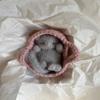 Fluffy Sleeping Kitten Grey toy. Realistic Newborn Cat in the pink basket | crib. Crochet Handmade Gift for Toddlers. view 2