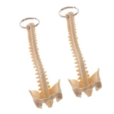 2X Mini Handcrafted Human Spine Skeleton Model Keychain School Teaching Aid