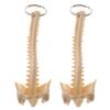 2X Mini Handcrafted Human Spine Skeleton Model Keychain School Teaching Aid view 4