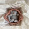 Fluffy Sleeping Kitten Grey toy. Realistic Newborn Cat in the coral basket | crib. Crochet Handmade Gift for Toddlers. view 2