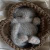Fluffy Sleeping Kitten Grey toy. Realistic Newborn Cat in the brown basket | crib. Crochet Handmade Gift for Toddlers. view 2