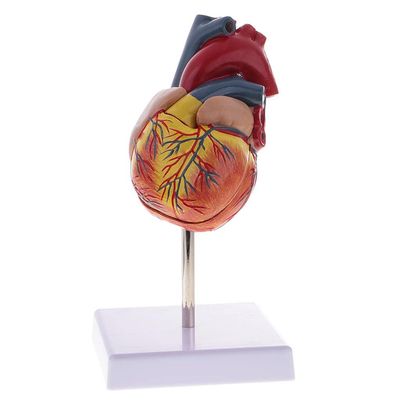 1:1 Human Heart Valve Model Teaching Aid - Life Size Human Organ Model Learning Tool Perfect for Education and Demonstrations - Highly Detailed & Removable 2 Parts -Materia