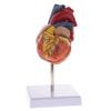 1:1 Human Heart Valve Model Teaching Aid - Life Size Human Organ Model Learning Tool Perfect for Education and Demonstrations - Highly Detailed & Removable 2 Parts -Materia view 1