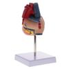1:1 Human Heart Valve Model Teaching Aid - Life Size Human Organ Model Learning Tool Perfect for Education and Demonstrations - Highly Detailed & Removable 2 Parts -Materia view 2