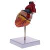 1:1 Human Heart Valve Model Teaching Aid - Life Size Human Organ Model Learning Tool Perfect for Education and Demonstrations - Highly Detailed & Removable 2 Parts -Materia view 3