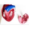 1:1 Human Heart Valve Model Teaching Aid - Life Size Human Organ Model Learning Tool Perfect for Education and Demonstrations - Highly Detailed & Removable 2 Parts -Materia view 4