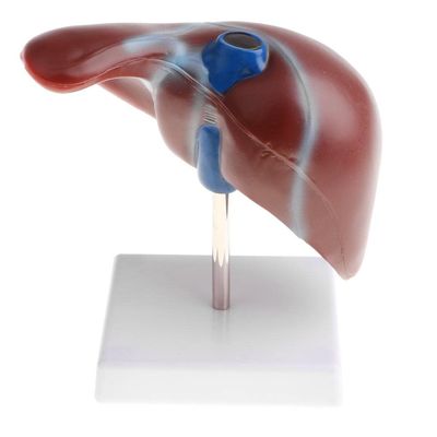 1:1 Human Liver Anatomical Model - Lifesize Teaching Display Kit for Science Biology Lab Supplies -Material, Detailed Structure - Great for Classroom Decoration & Learning Aids