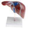 1:1 Human Liver Anatomical Model - Lifesize Teaching Display Kit for Science Biology Lab Supplies -Material, Detailed Structure - Great for Classroom Decoration & Learning Aids view 2