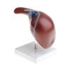 1:1 Human Liver Anatomical Model - Lifesize Teaching Display Kit for Science Biology Lab Supplies -Material, Detailed Structure - Great for Classroom Decoration & Learning Aids view 3