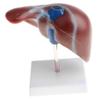 1:1 Human Liver Anatomical Model - Lifesize Teaching Display Kit for Science Biology Lab Supplies -Material, Detailed Structure - Great for Classroom Decoration & Learning Aids view 4