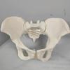 BYLAKO Pregnant Woman Pelvic Delivery Model with Baby and Pelvis-Pubic Symphysis,PVC Childbirth Simulator,Study Display Teaching Model,Movable Sacroiliac Joints,Female view 4