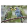 1000 PCS Jigsaw Puzzle for Adults Personalized Picture Puzzle Blue and Green Parakeets Customized Wooden Puzzle for Family, Birthday, Wedding, Game Nights Gifts, 20.4"x15" view 3