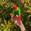3D Printed Lovebird - Articulated Fidget Figurine (Lilian's Lovebird, Small) view 3