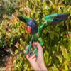 3D Printed Lovebird - Articulated Fidget Figurine (Black Cheeked Lovebird, Small) view 4