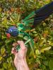 3D Printed Lovebird - Articulated Fidget Figurine (Black Cheeked Lovebird, Medium) view 3