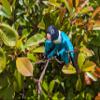 3D Printed Lovebird - Articulated Fidget Figurine (Blue Masked Lovebird, Large) view 3