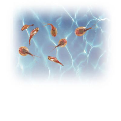 Prehistoric Sea Monsters Growing Triops Kit