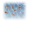 Prehistoric Sea Monsters Growing Triops Kit view 1
