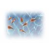 Prehistoric Sea Monsters Growing Triops Kit view 3
