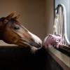 LeMieux Horse Toy - Stable Accessory - Flying Pig view 2