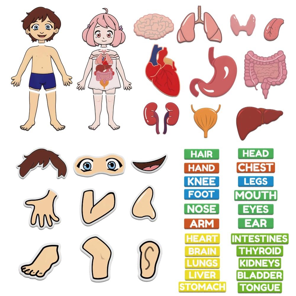 BEUNITONE Body Parts Learning Felt Story Board for Family 48 Pcs Large Preschool Human Organ Name Words Useful Felt Story Board Set Wall Activity for Birthday Christmas New Year Gifts