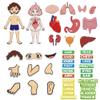 BEUNITONE Body Parts Learning Felt Story Board for Family 48 Pcs Large Preschool Human Organ Name Words Useful Felt Story Board Set Wall Activity for Birthday Christmas New Year Gifts view 1
