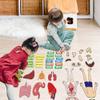 BEUNITONE Body Parts Learning Felt Story Board for Family 48 Pcs Large Preschool Human Organ Name Words Useful Felt Story Board Set Wall Activity for Birthday Christmas New Year Gifts view 4