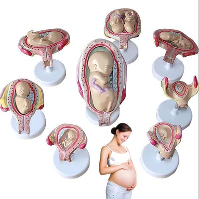 BYLAKO Fetal Development Process Model,1:1 Pregnancy Fetal Model,Scientific Research Teaching Model,Learning Display and Collectibles