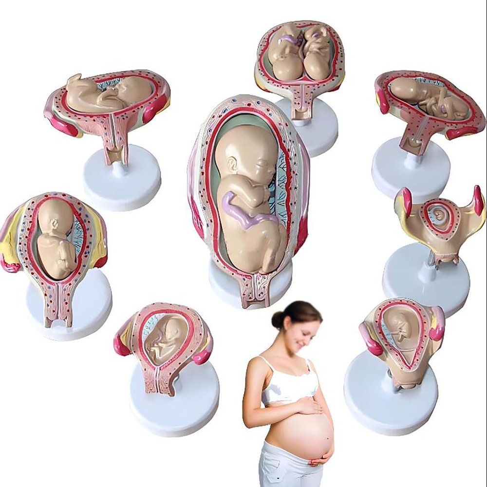 BYLAKO Fetal Development Process Model,1:1 Pregnancy Fetal Model,Scientific Research Teaching Model,Learning Display and Collectibles