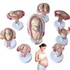 BYLAKO Fetal Development Process Model,1:1 Pregnancy Fetal Model,Scientific Research Teaching Model,Learning Display and Collectibles view 1
