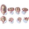 BYLAKO Fetal Development Process Model,1:1 Pregnancy Fetal Model,Scientific Research Teaching Model,Learning Display and Collectibles view 2