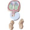 BYLAKO Fetal Development Process Model,1:1 Pregnancy Fetal Model,Scientific Research Teaching Model,Learning Display and Collectibles view 3