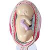 BYLAKO Fetal Development Process Model,1:1 Pregnancy Fetal Model,Scientific Research Teaching Model,Learning Display and Collectibles view 4