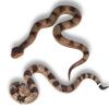 CJMYHOME 2pcs Fake Snakes - Realistic Rubber Reptiles for Garden Bird & Squirrel Repellent, Prank Props, Fun Toys for Kids & Adults, Ideal Freebies for Halloween & April Fools' Day Parties view 1