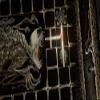 The Night Cage Expansion The Shrieking Hollow by Smirk & Dagger  Tile Placement Cooperative Board Game with New Threats and Challenges  for Ages 14+, 1 to 5 Players & 40 to 60 Min Playtime view 4