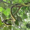 HATOFF 4 Pcs 31.5" Realistic Rubber Snake Toy Fake Snake Toy for Prank, Garden Props to Keep Birds Away, Gag Gift for Halloween April Fool's Day view 4