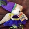 Generic Muffy VanderBear- A Salad Ballad view 2