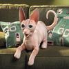 Folkmanis Sphynx Cat Hand Puppet view 4