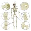 3ft/90cm Halloween Skeleton Movable Joints Full Body Skeleton Halloween Haunted House Graveyard Party Scary Decor White view 3